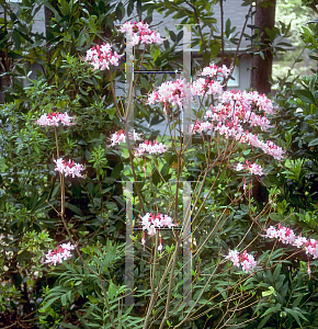 Picture of Rhododendron canescens 