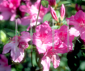 Picture of Rhododendron x obtusum 