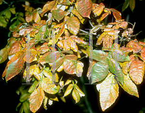 Picture of Rhus chinensis 