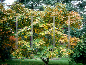 Picture of Rhus chinensis 