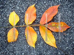 Picture of Rhus chinensis 'September Beauty'