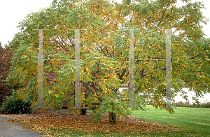 Picture of Rhus chinensis 'September Beauty'