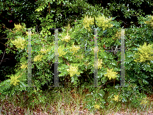 Picture of Rhus copallina 