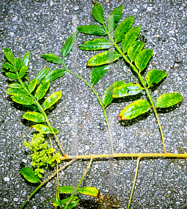 Picture of Rhus copallina 