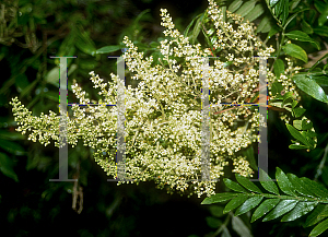 Picture of Rhus copallina 