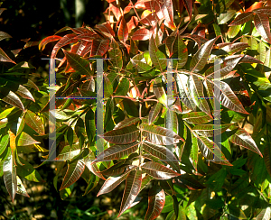 Picture of Rhus copallina var. latifolia 