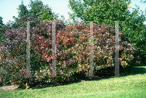 Picture of Rhus copallina var. latifolia 