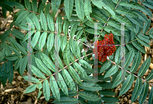 Picture of Rhus glabra 