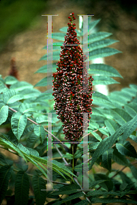 Picture of Rhus glabra 