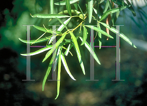 Picture of Rhus lancea 