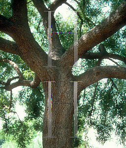 Picture of Rhus lancea 