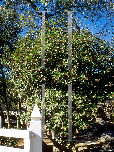 Picture of Rhus ovata 