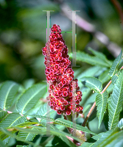 Picture of Rhus typhina 