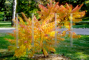 Picture of Rhus typhina 'Lanciniata'