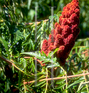 Picture of Rhus typhina 'Lanciniata'