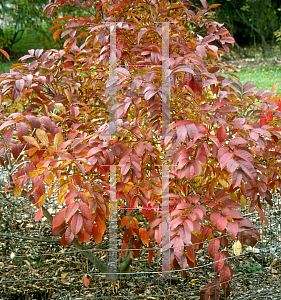 Picture of Toxicodendron vernix 