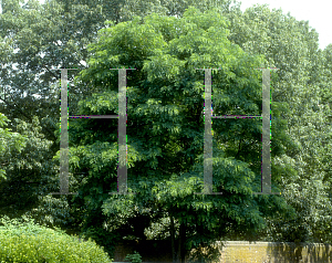 Picture of Robinia pseudoacacia 