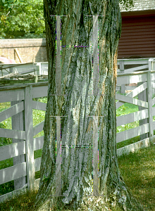 Picture of Robinia pseudoacacia 