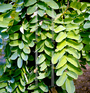 Picture of Robinia pseudoacacia 'Frisia'