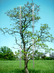 Picture of Robinia pseudoacacia 'Tortuosa'