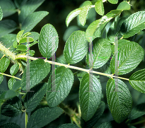 Picture of Rosa rugosa 'Alba'