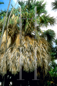 Picture of Sabal mexicana 
