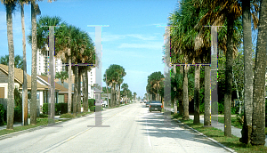 Picture of Sabal palmetto 