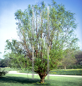 Picture of Salix matsudana 'Tortuosa'