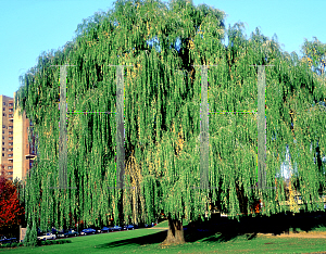 Picture of Salix babylonica 