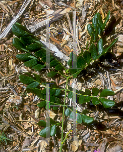 Picture of Albizia saman 