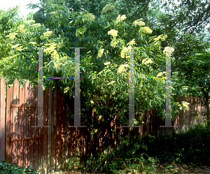 Picture of Sambucus canadensis 