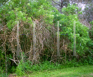 Picture of Sambucus canadensis 