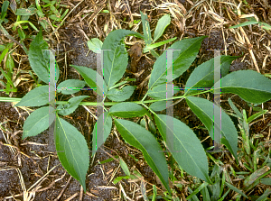 Picture of Sambucus canadensis 