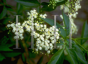 Picture of Sambucus canadensis 