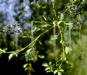 Picture of Sambucus mexicana 