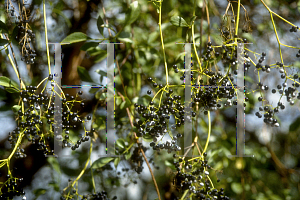 Picture of Sambucus mexicana 