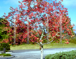 Picture of Sapium sebiferum 