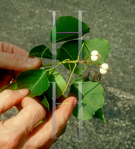 Picture of Sapium sebiferum 