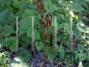 Picture of Dodecatheon meadia 