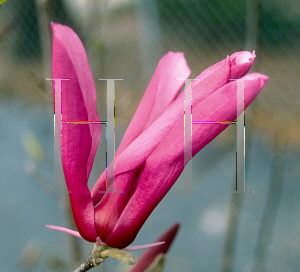 Picture of Magnolia x soulangiana 'Orchid'