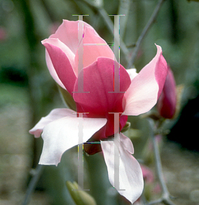 Picture of Magnolia x soulangiana 'Picture'