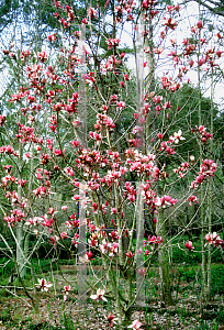 Picture of Magnolia x soulangiana 'Picture'