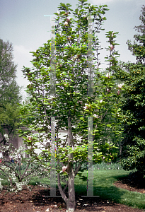 Picture of Magnolia x soulangiana 'Picture'