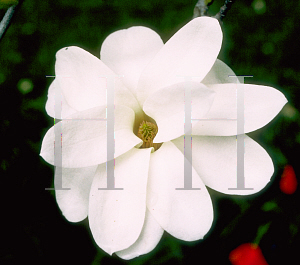 Picture of Magnolia x soulangiana 'Pristine'