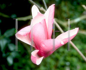 Picture of Magnolia x 'Royal Crown'