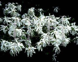 Picture of Magnolia stellata 