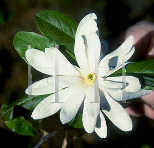 Picture of Magnolia stellata 