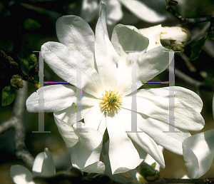 Picture of Magnolia stellata 'Green Star'