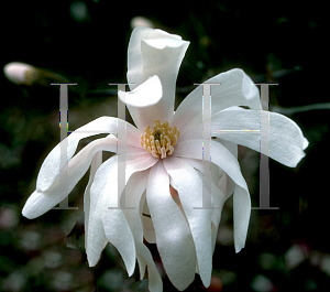 Picture of Magnolia stellata 'Centennial'