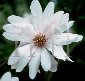 Picture of Magnolia stellata 'Waterlily'